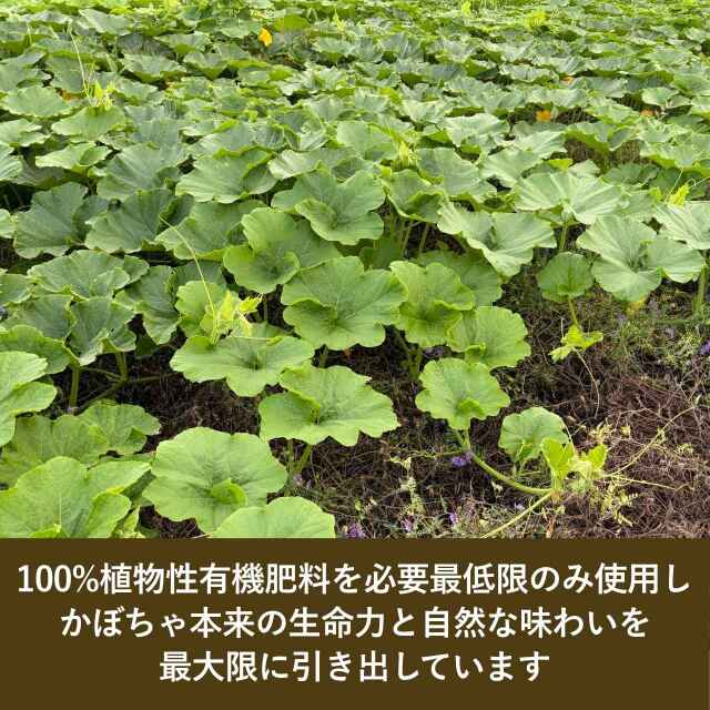 有機JAS認証 かぼちゃ ケイセブン（有機野菜 無農薬 無化学肥料