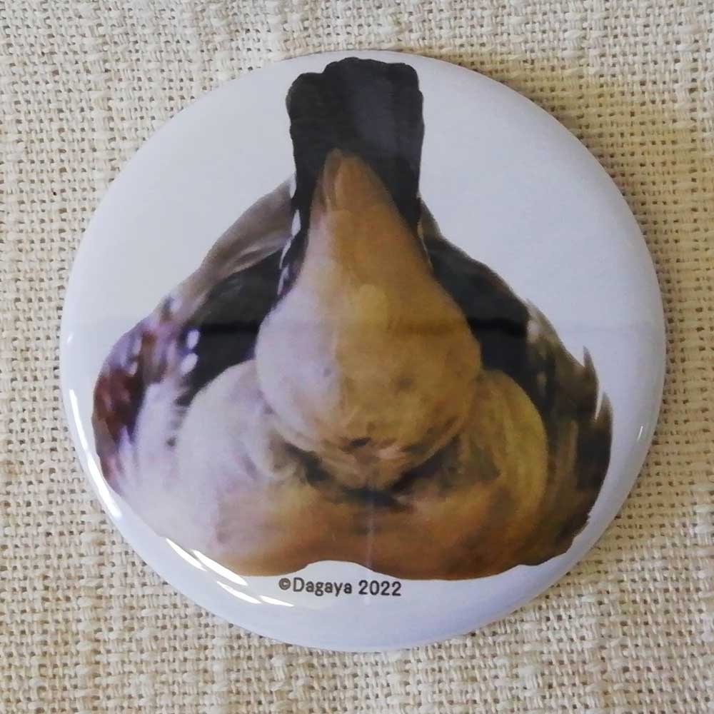 【だが屋】カンバッチ/キンカチョウ・きんちり