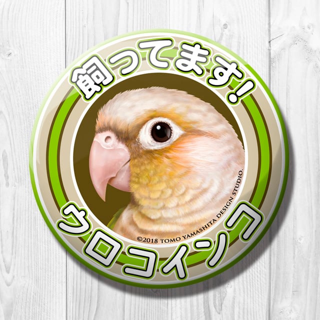 ウロコインコ（ホオミドリアカオウロコインコ） ブルーシナモン
