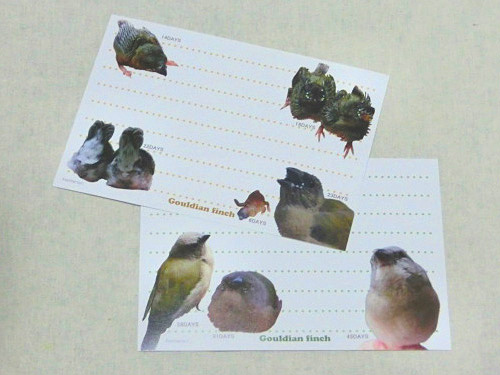 【Feather Tail】コキンひなメモ帳/コキンチョウ◆