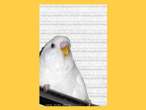 【まぢかるどりぃまぁ】メモ帳/セキセイ2・1羽◆