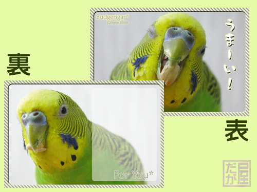 【だが屋】★メッセージカード/セキセイインコ◆