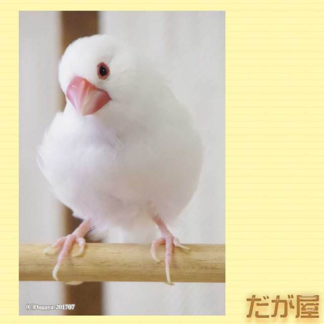 だが屋 ポストカード 文鳥 白2 鳥専門店 Bird More だが屋 ポストカード 文鳥 白2 鳥専門店 Bird More