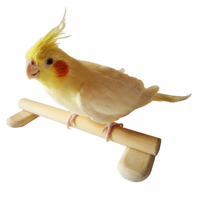 【おかめほんぽ】ココちゃん止まり木（床置き式止まり木）