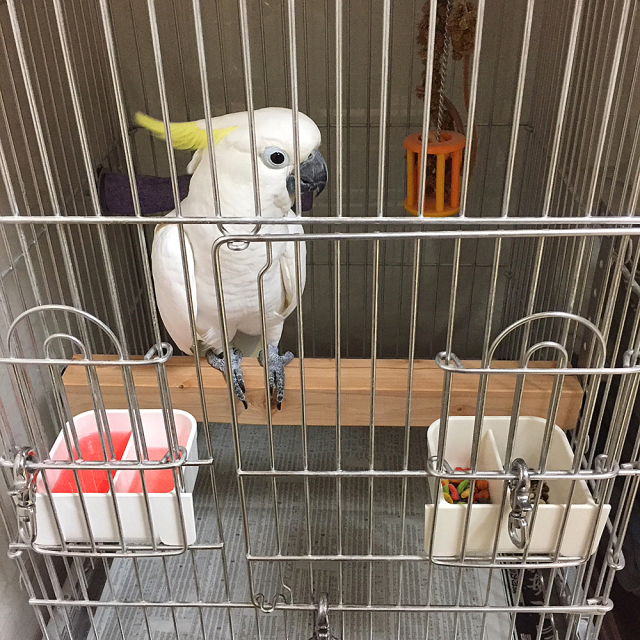 おかめほんぽ 大型用角止まり木 うきうきぱーち キバタン タイハク等用 鳥専門店 Bird More