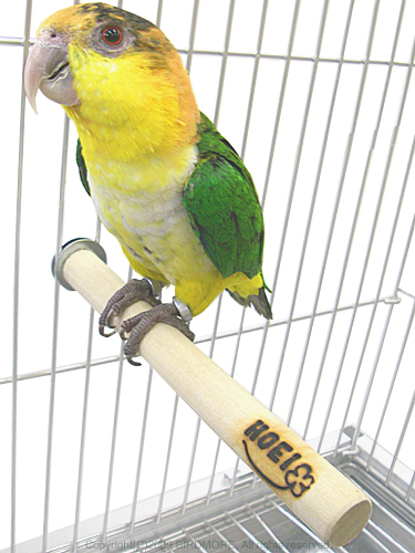 9992885【HOEI】T字止まり木直径15mm 鳥専門店 BIRD MORE