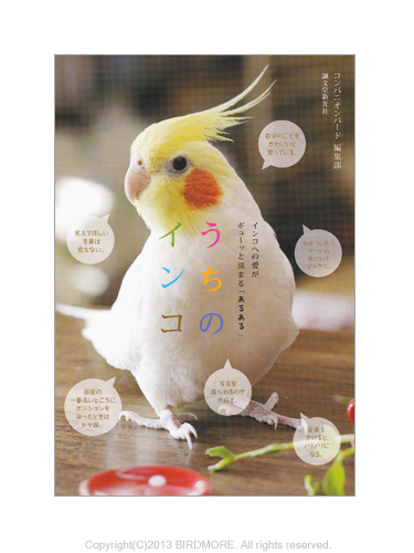 9994055【誠文堂新光社】うちのインコ/インコあるあるフォトエッセイ ◆