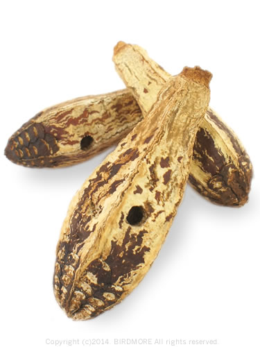 9994530【BTP】マホガニーポッド  1個