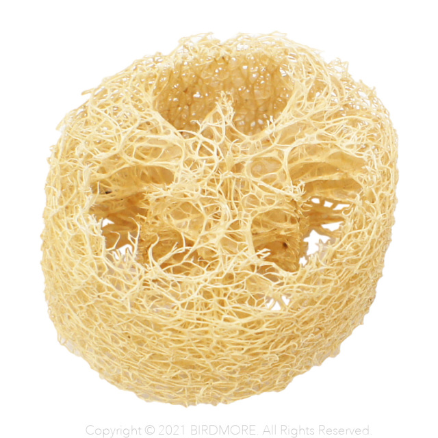 9998226【BTP】Loofa Slice 1個