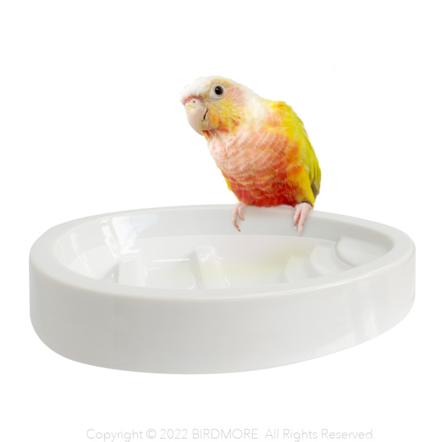 9998435【BIRDMORE】エッグプール（飼い鳥用水浴び器）