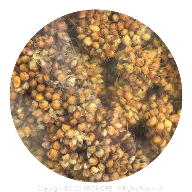 9998636【近喜商事】長崎県産 赤粟の穂 農薬不使用 60g 鳥専門店 BIRD MORE