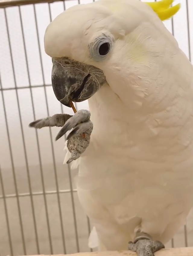 小枝の鳥 YouTube