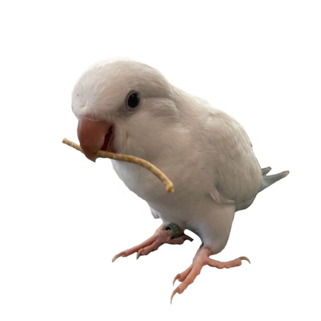 9999298【BIRDMORE】小枝ペレットBRANCHES (ブランチ－ズ)160g /乳酸菌