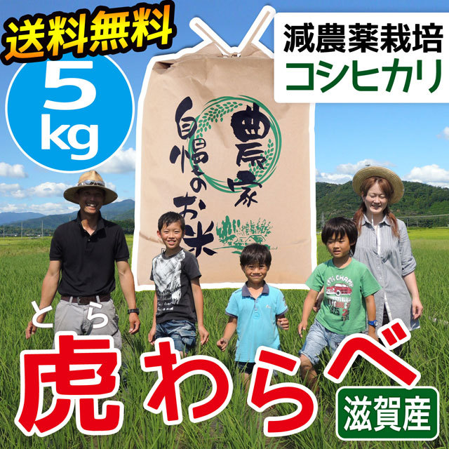 減農薬コシヒカリ 虎わらべ 5kg （白米/玄米） ファーム虎姫 ｜ 琵琶
