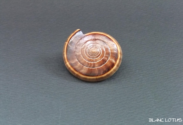 ブラウンシェルのリング