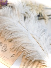 オーストリッチ 羽根45～55cm ・フェザー