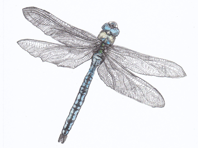 英国の鉛筆画アーティストのハナ ロングミュアー