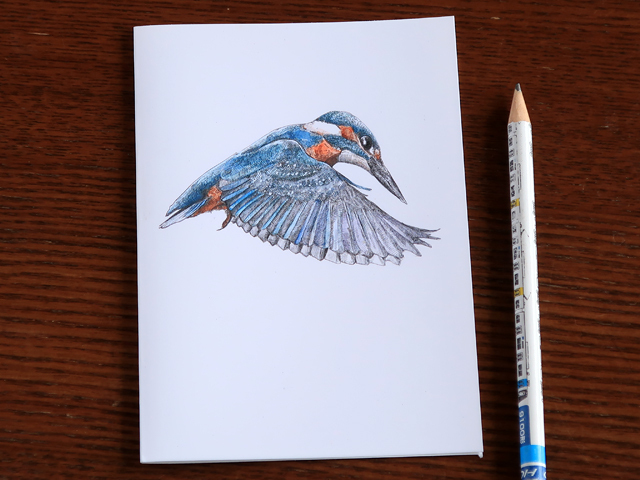 カワセミ　カード