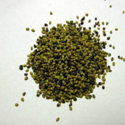 ネイチャーブリードオリジナル うさぎの生牧草の種赤クローバー10g メール便可