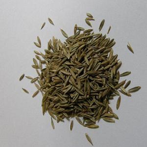 生牧草　トールフェスクの種