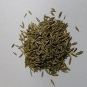 生牧草　トールフェスクの種