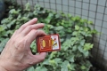 Small Playng Cards