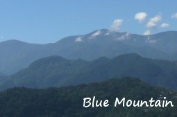 ブルーマウンテン