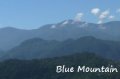 ブルーマウンテン