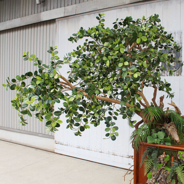 ヴィンテージ家具とガジュマル