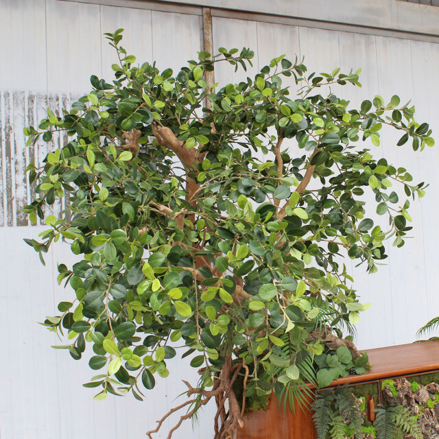 ヴィンテージ家具とガジュマル