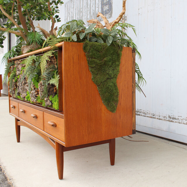 ヴィンテージ家具とガジュマル