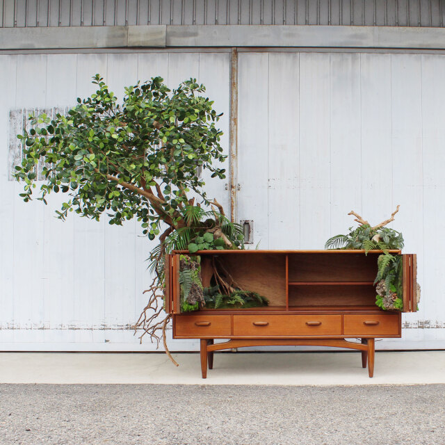 ヴィンテージ家具とガジュマル