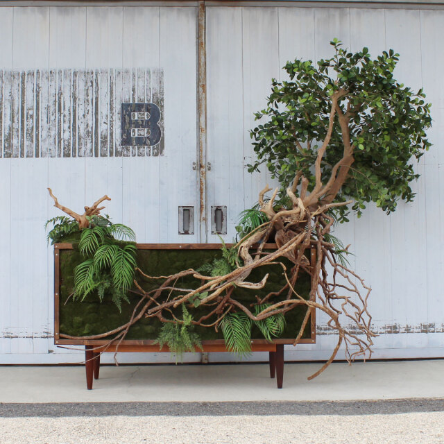 ヴィンテージ家具とガジュマル