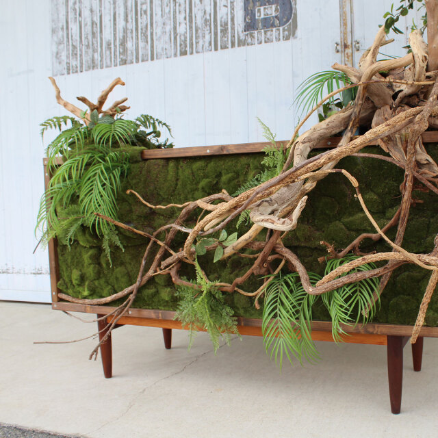 ヴィンテージ家具とガジュマル