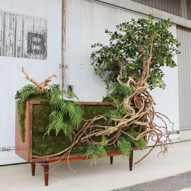 ヴィンテージ家具とガジュマル