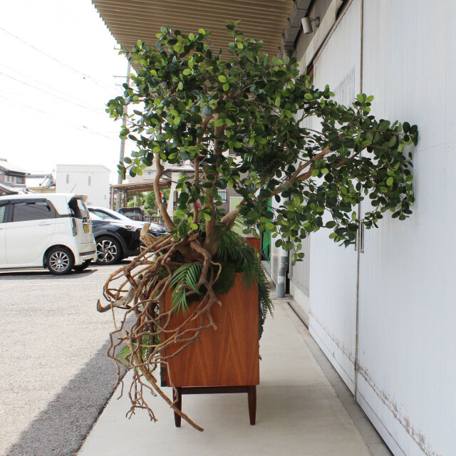 ヴィンテージ家具とガジュマル