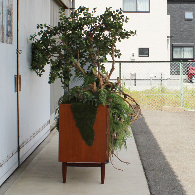 ヴィンテージ家具とガジュマル