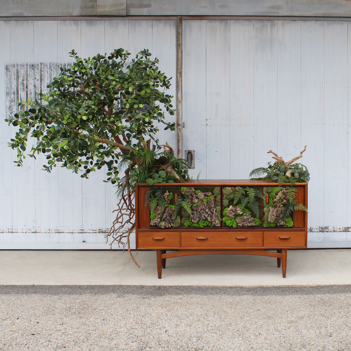 ヴィンテージ家具とガジュマル