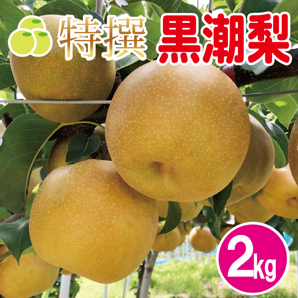 黒潮梨2kg