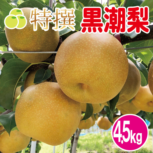 黒潮梨4.5kg