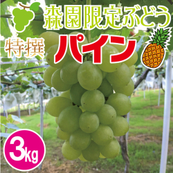 特撰パインぶどう3kg