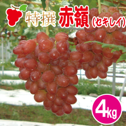 特撰赤嶺（セキレイ）4kg