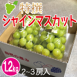 特撰シャインマスカット　1.2kg入箱（2～3房）　【発送期間】９月上旬～10月下旬