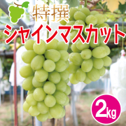 特撰シャインマスカット2kg