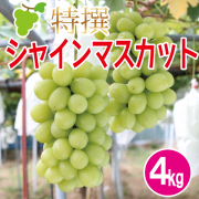 ぶどう