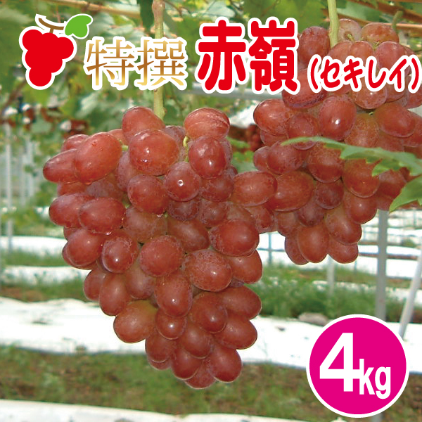 特撰赤嶺（セキレイ）4kg