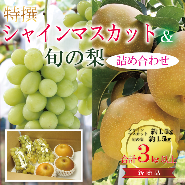 シャインマスカットと旬の梨セット合計3kg　【発送期間】9月上旬～10月上旬