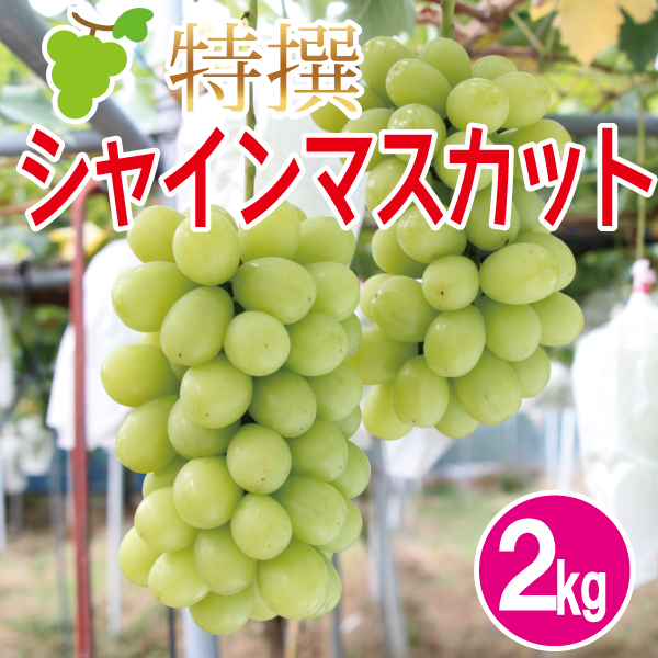 特撰シャインマスカット2kg