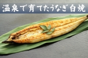 温泉で育てたうなぎ白焼（特大）