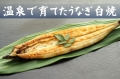 温泉で育てたうなぎ白焼（特大）